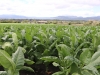 Beautiful tobacco fields