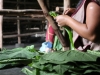 Preparing tobacco for curing